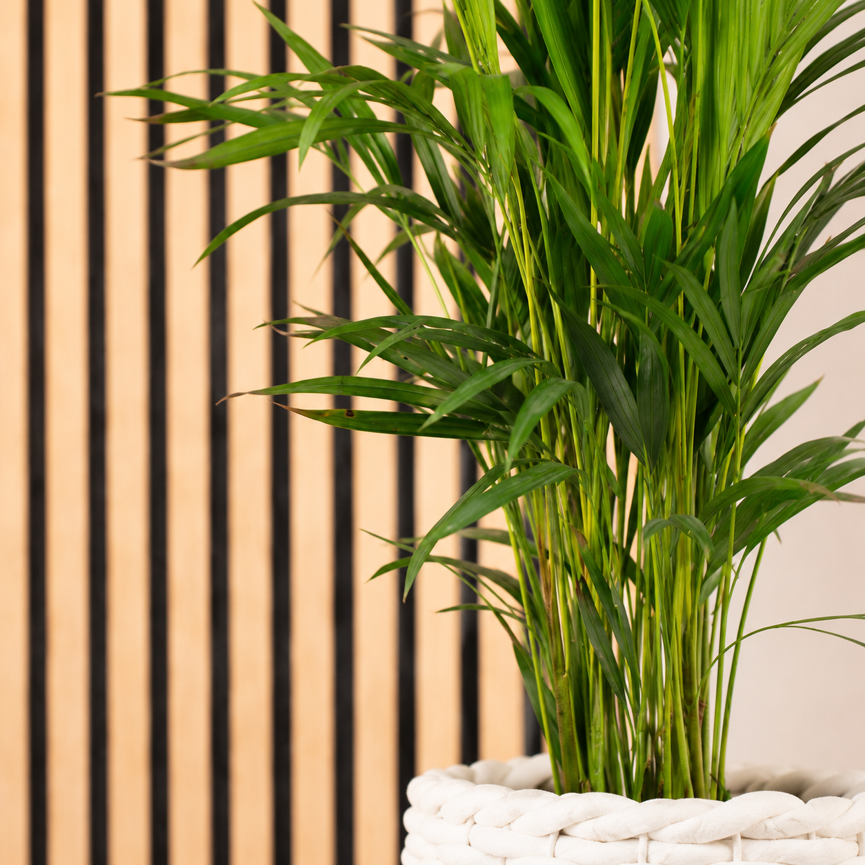 Goldfruchtpalme - Areca Dypsis Lutescens - Höhe ca. 85 cm, Topf-Ø 17 cm