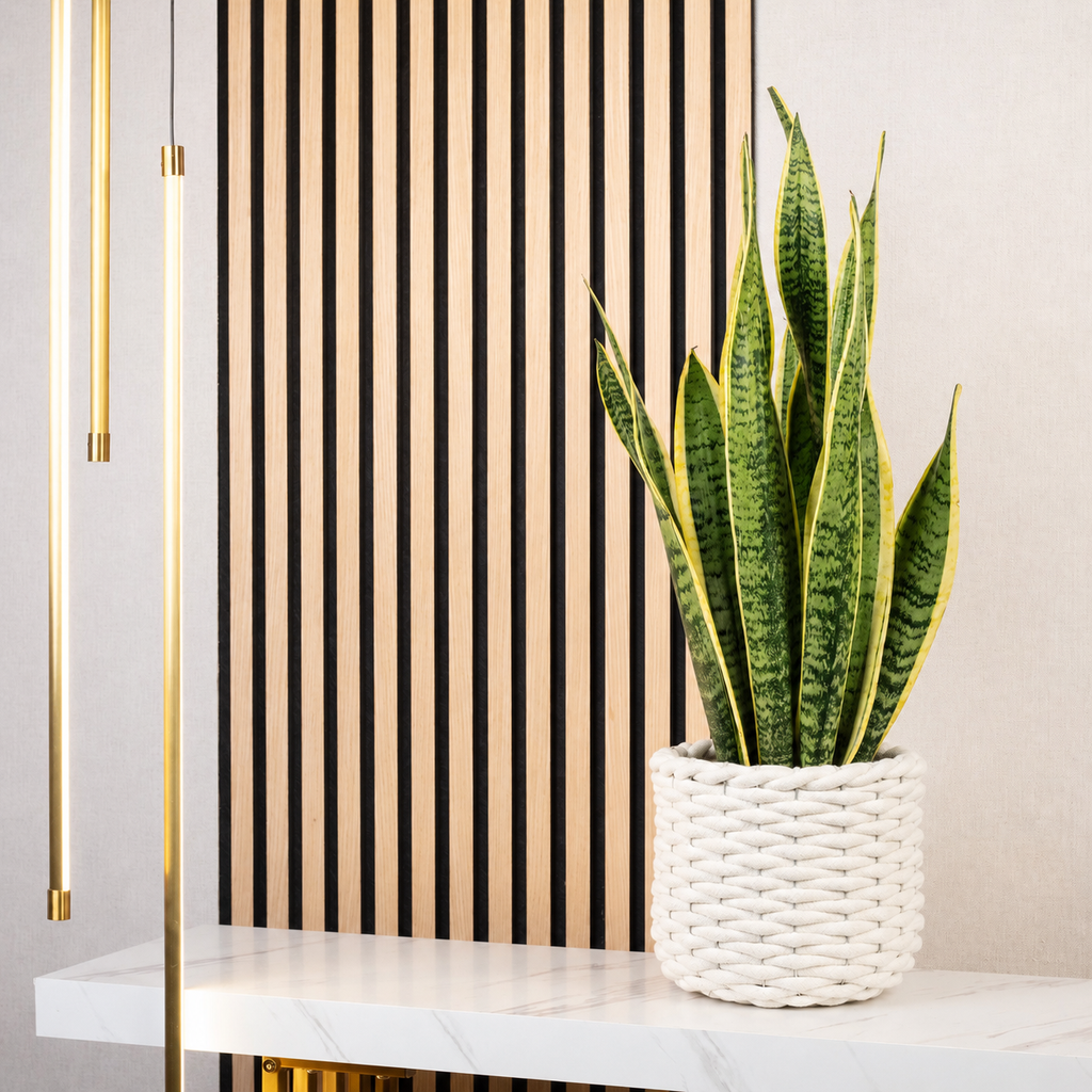 Bogenhanf - Sansevieria trifasciata Laurentii - Höhe ca. 65 cm, Topf-Ø 17 cm