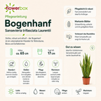 Bogenhanf - Sansevieria trifasciata Laurentii - Höhe ca. 65 cm, Topf-Ø 17 cm