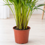 Goldfruchtpalme - Areca Dypsis Lutescens - Höhe ca. 100 cm, Topf-Ø 21 cm