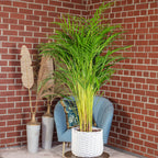 Goldfruchtpalme - Areca Dypsis Lutescens - Höhe ca. 100 cm, Topf-Ø 21 cm