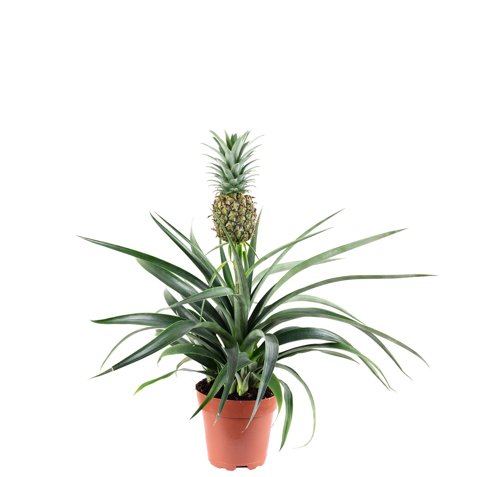 Ananas (mit Frucht) - Ananas Corona - Höhe ca. 45 cm, Topf-Ø 12 cm
