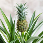 Ananas (mit Frucht) - Ananas Corona - Höhe ca. 45 cm, Topf-Ø 12 cm