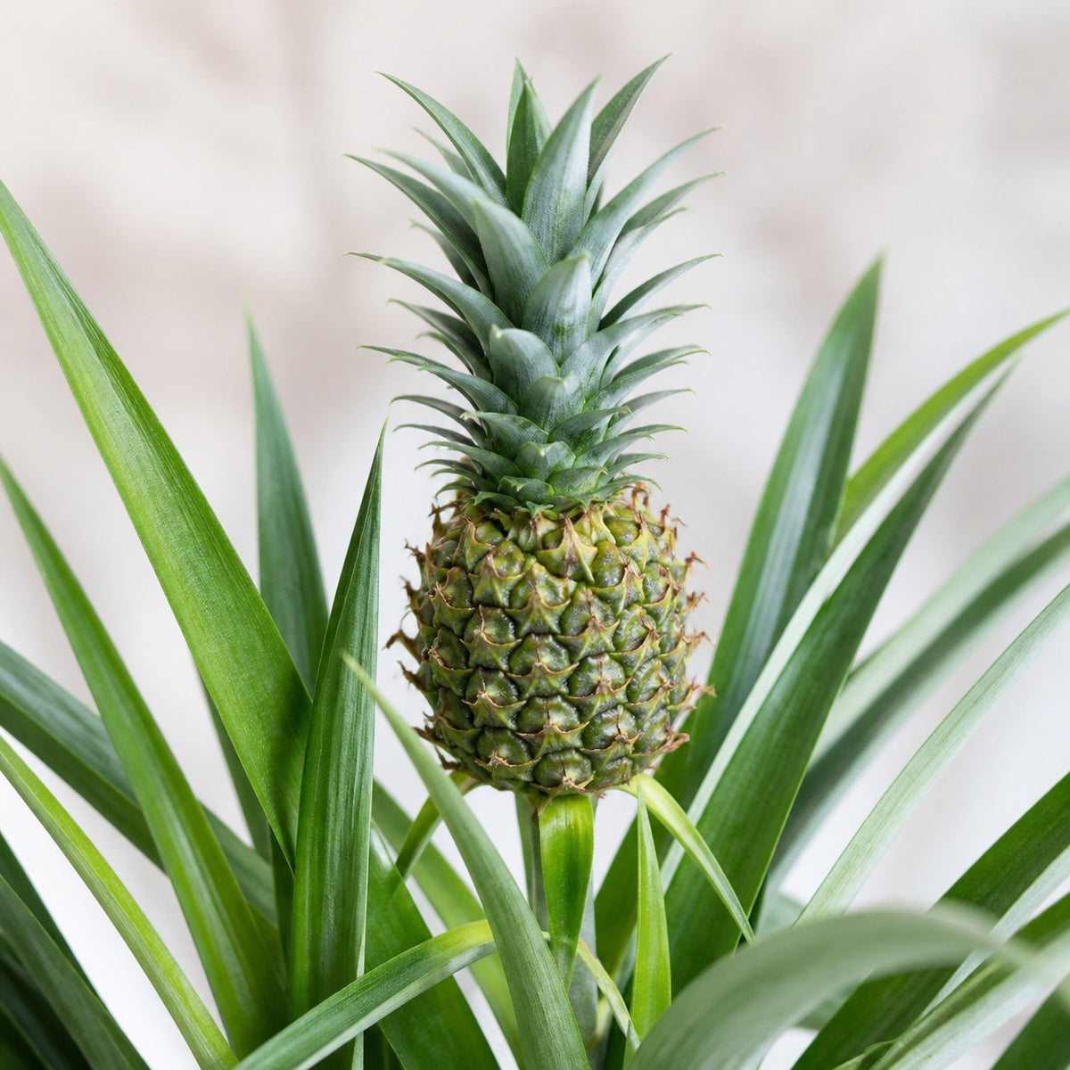Ananas (mit Frucht) - Ananas Corona - Höhe ca. 45 cm, Topf-Ø 12 cm