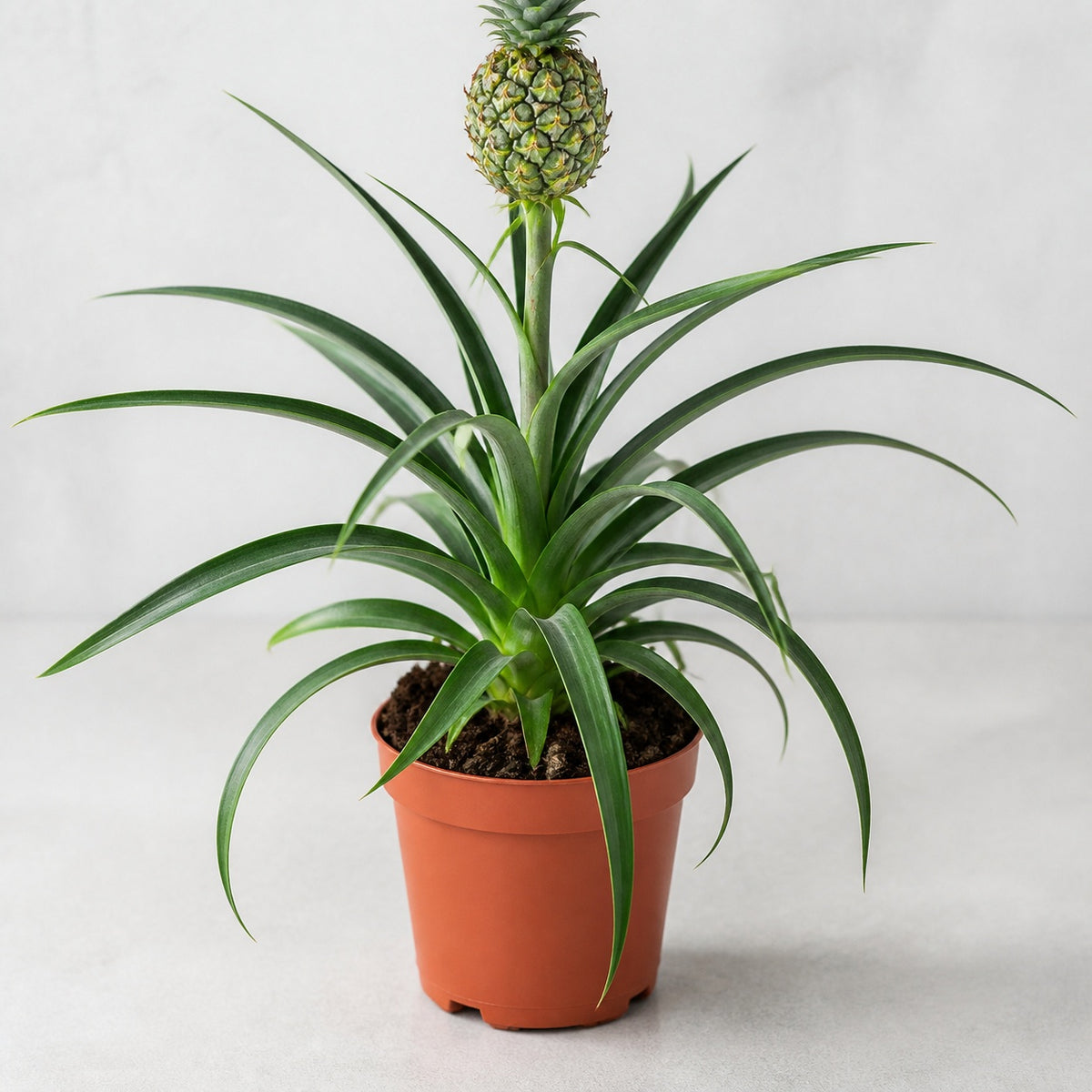 Ananas (mit Frucht) - Ananas Corona - Höhe ca. 45 cm, Topf-Ø 12 cm