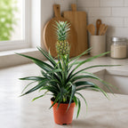 Ananas (mit Frucht) - Ananas Corona - Höhe ca. 45 cm, Topf-Ø 12 cm