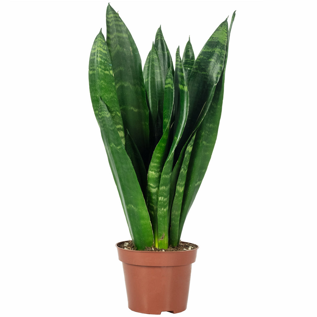 Bogenhanf - Sansevieria trifasciata Black Coral - Höhe ca. 35 cm, Topf-Ø 12 cm
