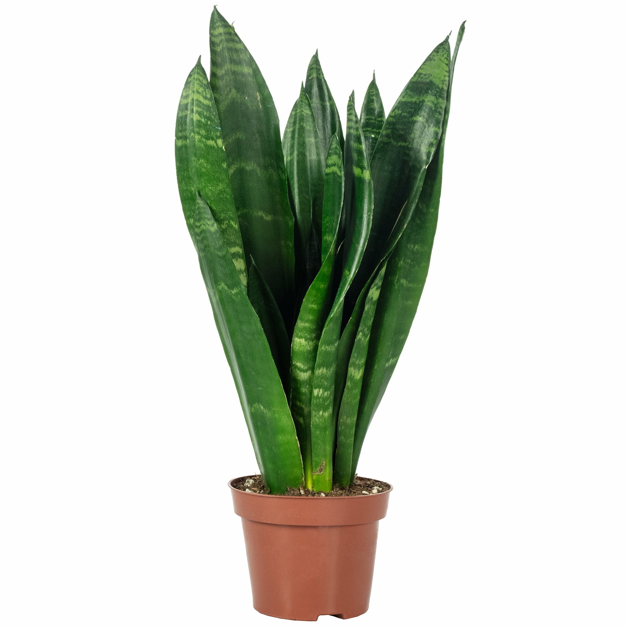 Bogenhanf - Sansevieria trifasciata Black Coral - Höhe ca. 35 cm, Topf-Ø 12 cm