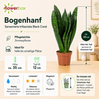 Bogenhanf - Sansevieria trifasciata Black Coral - Höhe ca. 35 cm, Topf-Ø 12 cm