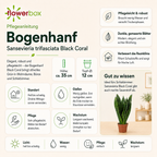 Bogenhanf - Sansevieria trifasciata Black Coral - Höhe ca. 35 cm, Topf-Ø 12 cm