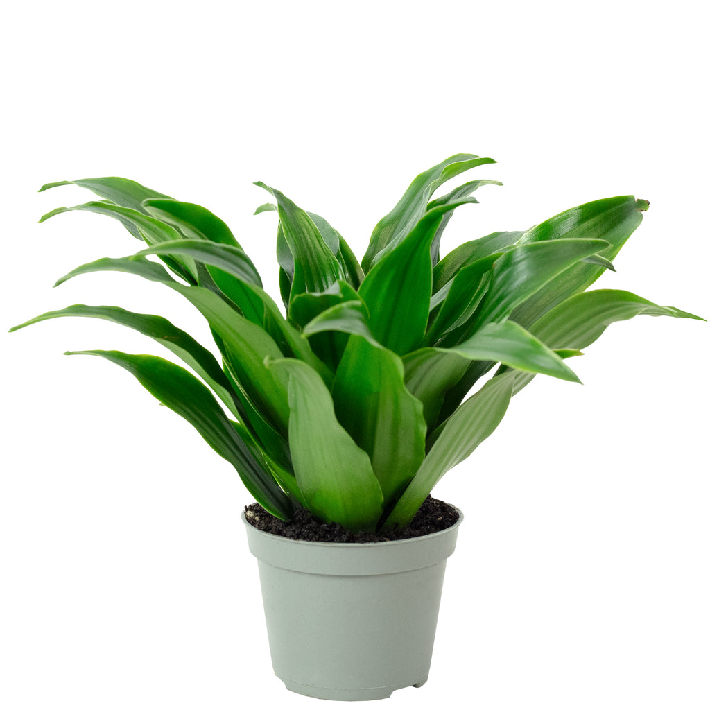 Drachenbaum Janet Craig - Dracaena Deremensis Janet Craig - Höhe ca. 15 cm, Topf-Ø 6 cm