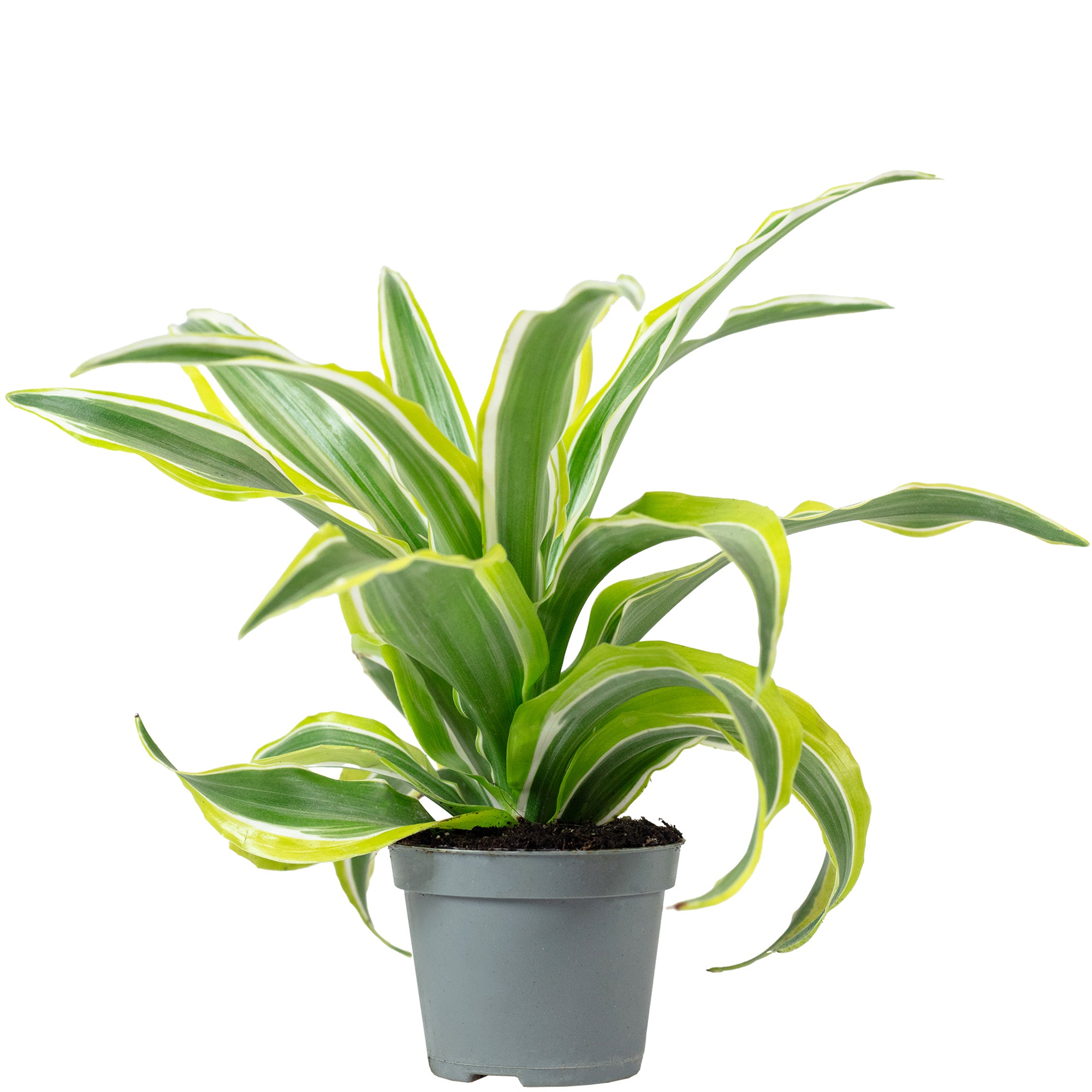 Drachenbaum 'Lemon Surprise' - Dracaena Deremensis Fragrans 'Lemon Surprise' - 10 cm