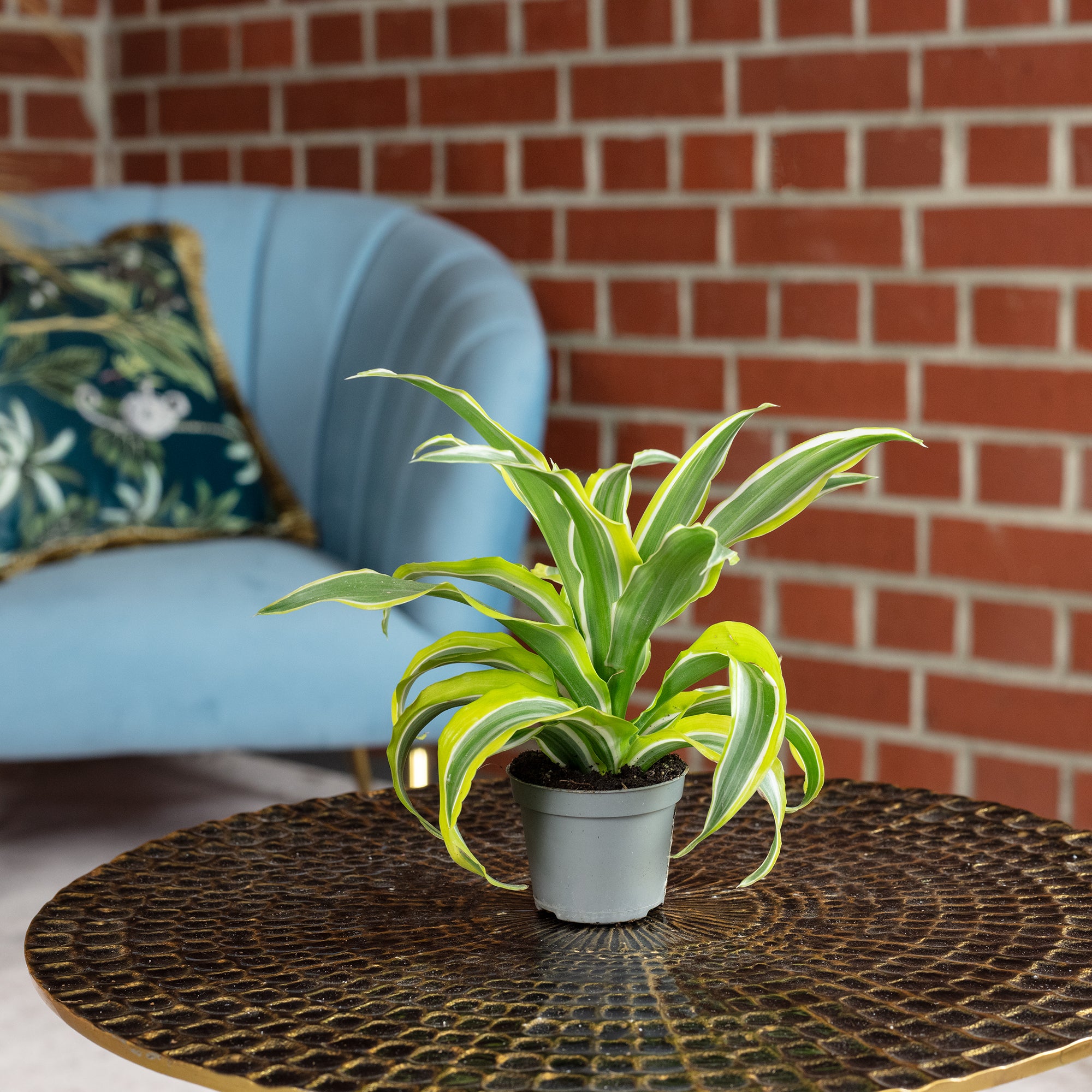 Drachenbaum 'Lemon Surprise' - Dracaena Deremensis Fragrans 'Lemon Surprise' - 10 cm