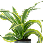 Drachenbaum 'Lemon Surprise' - Dracaena Deremensis Fragrans 'Lemon Surprise' - 10 cm