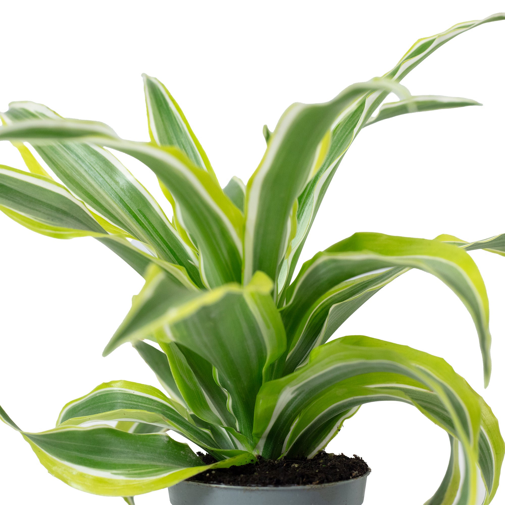 Drachenbaum 'Lemon Surprise' - Dracaena Deremensis Fragrans 'Lemon Surprise' - 10 cm