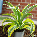 Drachenbaum 'Lemon Surprise' - Dracaena Deremensis Fragrans 'Lemon Surprise' - 10 cm