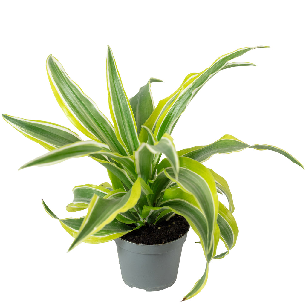 Drachenbaum 'Lemon Surprise' - Dracaena Deremensis Fragrans 'Lemon Surprise' - 10 cm