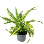 Drachenbaum 'Lemon Surprise' - Dracaena Deremensis Fragrans 'Lemon Surprise' - 10 cm