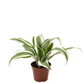 Drachenbaum White Jewel - Dracaena Deremensis White Jewel - Höhe ca. 15 cm, Topf-Ø 6 cm