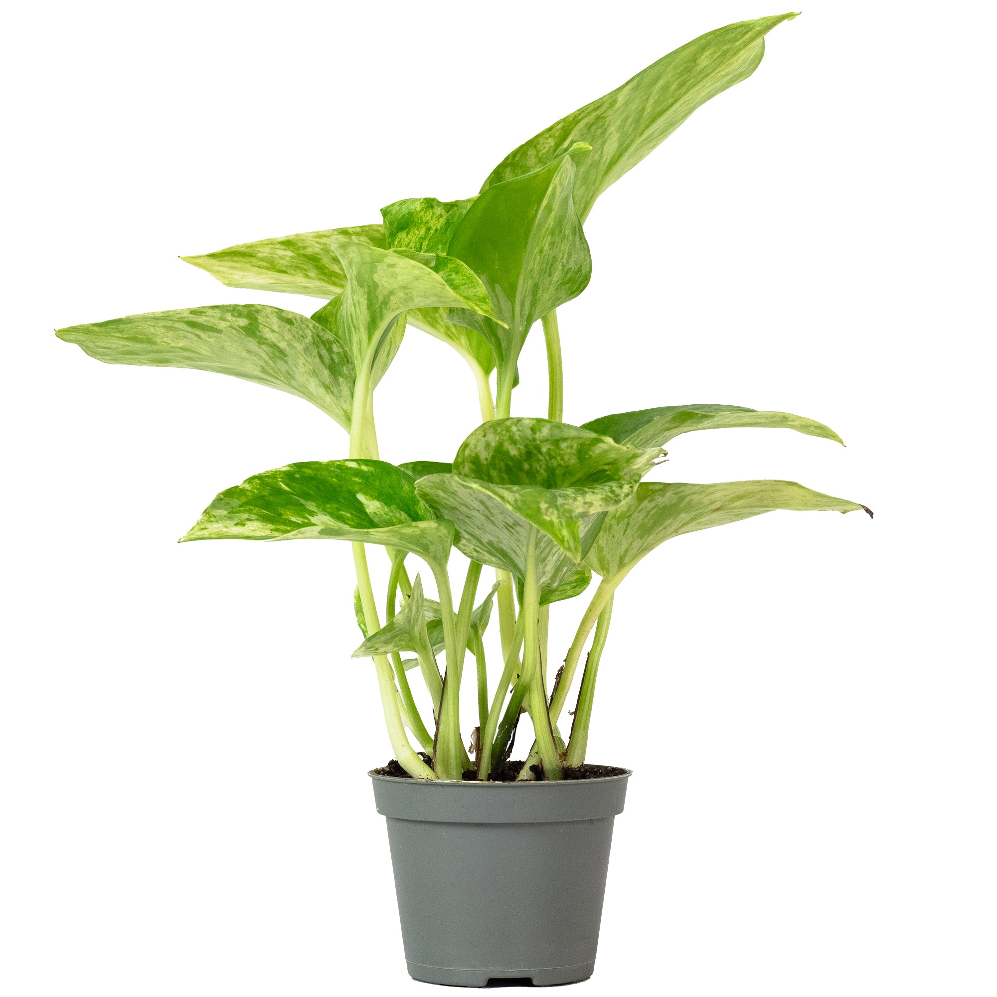 Efeutute - Epipremnum Pinnatum 'Marble Queen' - 15 cm