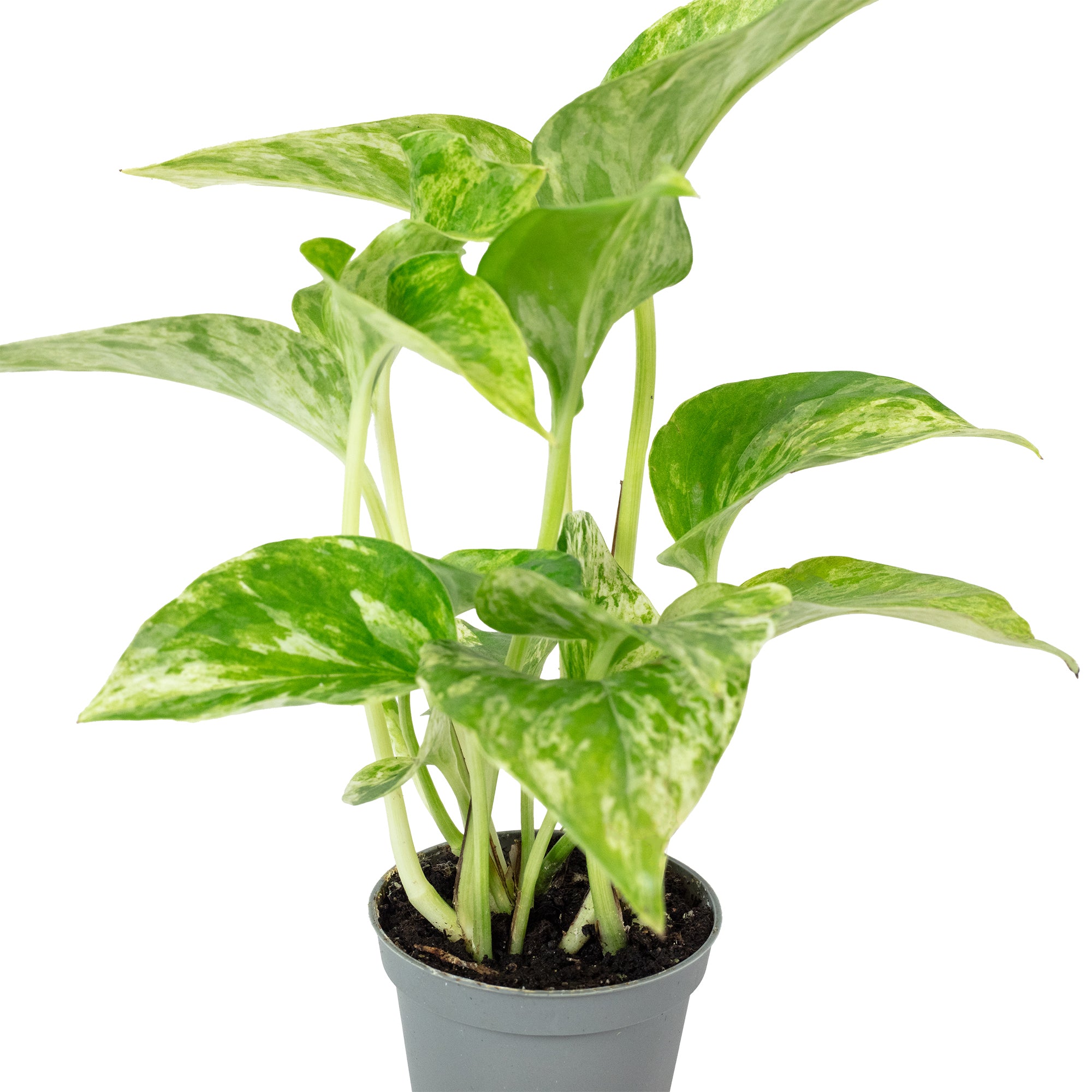 Efeutute - Epipremnum Pinnatum 'Marble Queen' - 15 cm