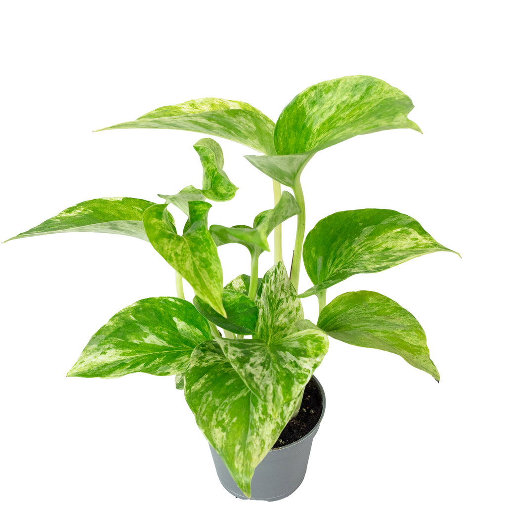 Efeutute - Epipremnum Pinnatum 'Marble Queen' - 15 cm