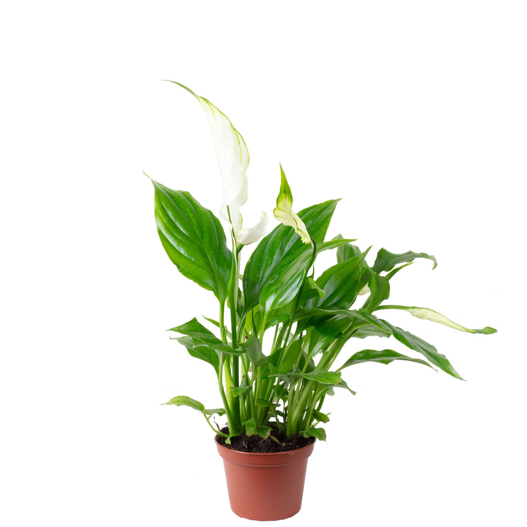 Einblatt weiß - Spathiphyllum Yess - Höhe ca. 15 cm, Topf-Ø 6 cm