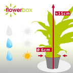 Einblatt weiß - Spathiphyllum Yess - Höhe ca. 15 cm, Topf-Ø 6 cm