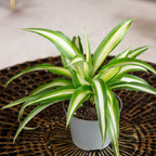 Grünlilie - Chlorophytum Comosum Variegata - Höhe ca. 15 cm, Topf-Ø 6 cm