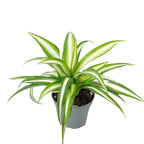 Grünlilie - Chlorophytum Comosum Variegata - Höhe ca. 15 cm, Topf-Ø 6 cm