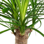 Elefantenfuß 1-Stamm - Beaucarnea - Höhe ca. 40 cm, Topf-Ø 14 cm