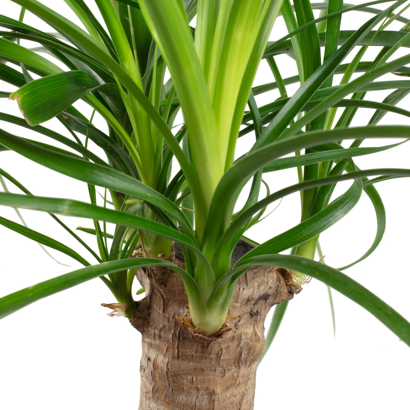 Elefantenfuß 1-Stamm - Beaucarnea - Höhe ca. 40 cm, Topf-Ø 14 cm