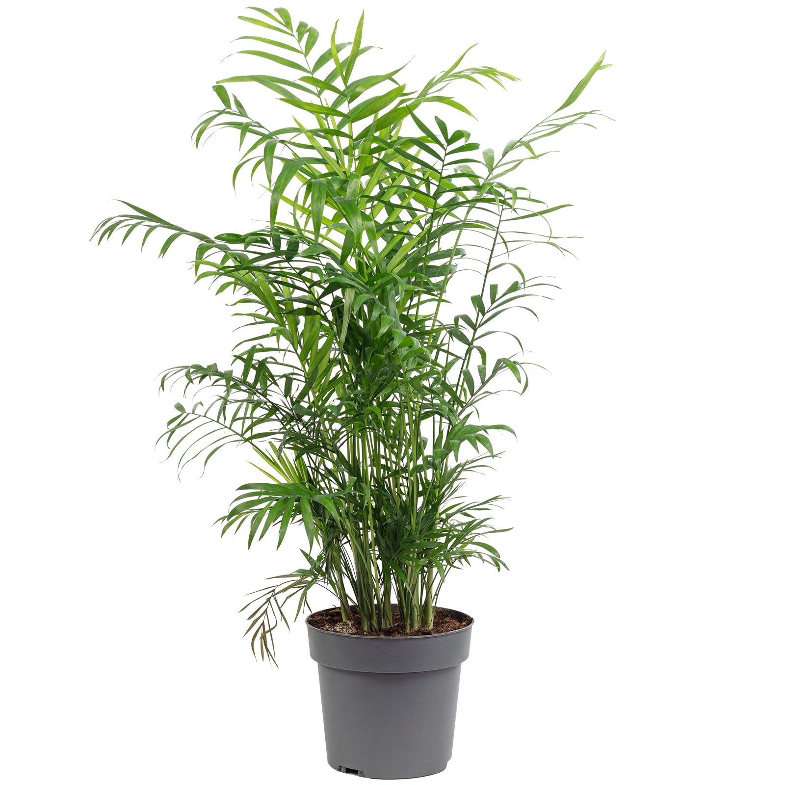 Bergpalme - Chamaedorea elegans - Höhe ca. 70 cm, Topf-Ø 17 cm