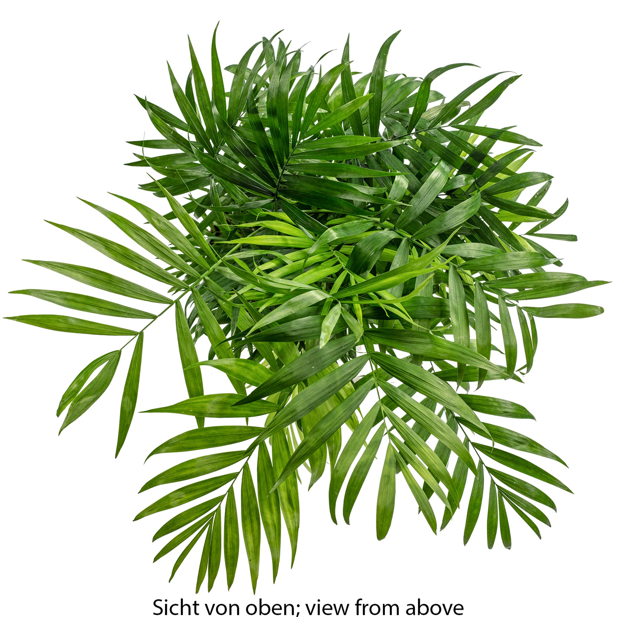 Bergpalme - Chamaedorea elegans - Höhe ca. 70 cm, Topf-Ø 17 cm