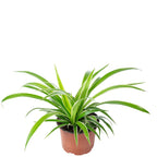 Grünlilie "Ocean" - Chlorophytum Comosum - Höhe ca. 20 cm, Topf-Ø 12 cm