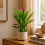 Kurkuma - Curcuma - Höhe ca. 55 cm, Topf-Ø 14 cm