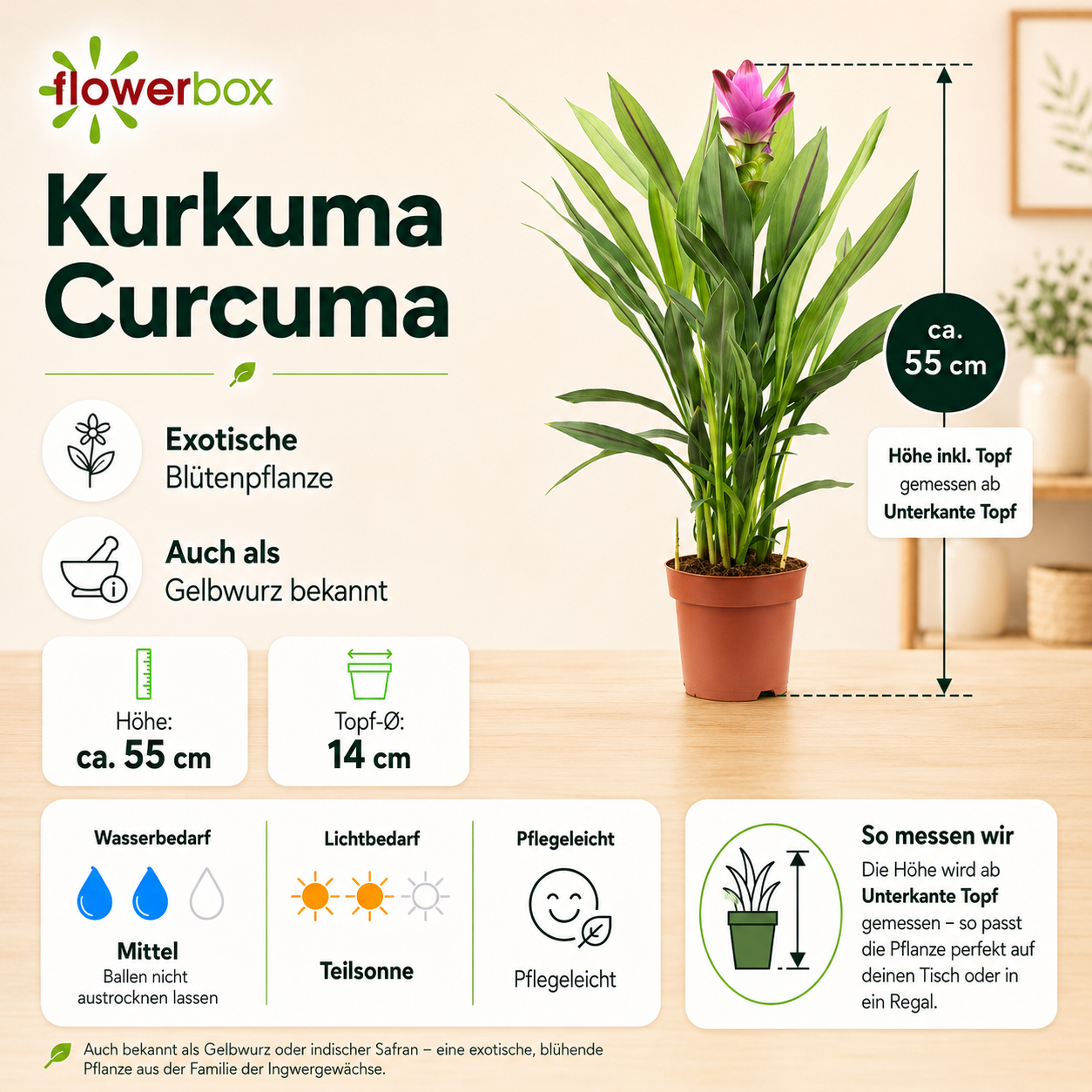 Kurkuma - Curcuma - Höhe ca. 55 cm, Topf-Ø 14 cm