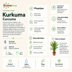 Kurkuma - Curcuma - Höhe ca. 55 cm, Topf-Ø 14 cm