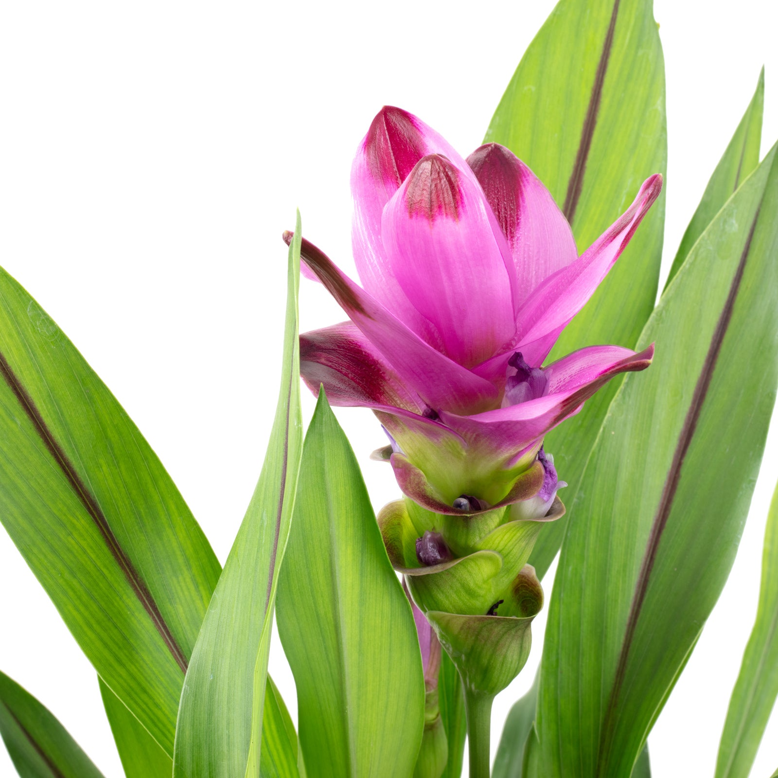Kurkuma - Curcuma - Höhe ca. 55 cm, Topf-Ø 14 cm