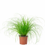 Véritable herbe à chat - Cyperus alternifolius 'Zumula' - Hauteur env. 30 cm, diamètre du pot 12 cm