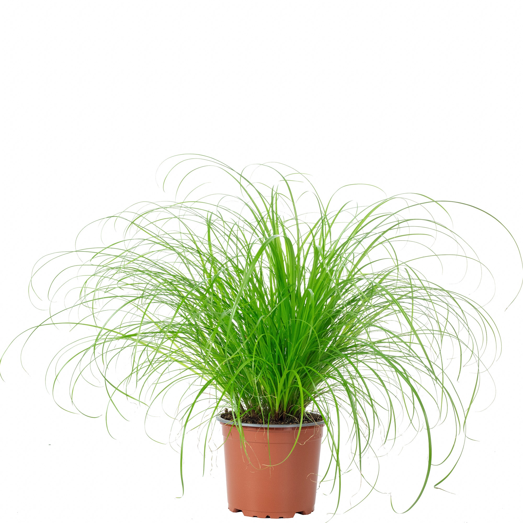 Echtes Katzengras - Cyperus alternifolius "Zumula" - Höhe ca. 30 cm, Topf-Ø 12 cm