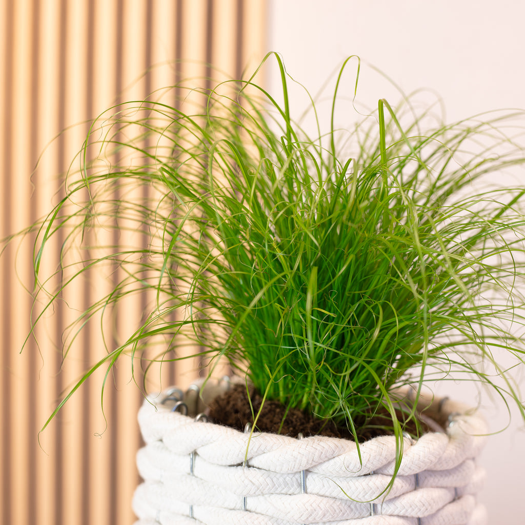 Véritable herbe à chat - Cyperus alternifolius 'Zumula' - Hauteur env. 30 cm, diamètre du pot 12 cm