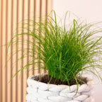 Véritable herbe à chat - Cyperus alternifolius 'Zumula' - Hauteur env. 30 cm, diamètre du pot 12 cm