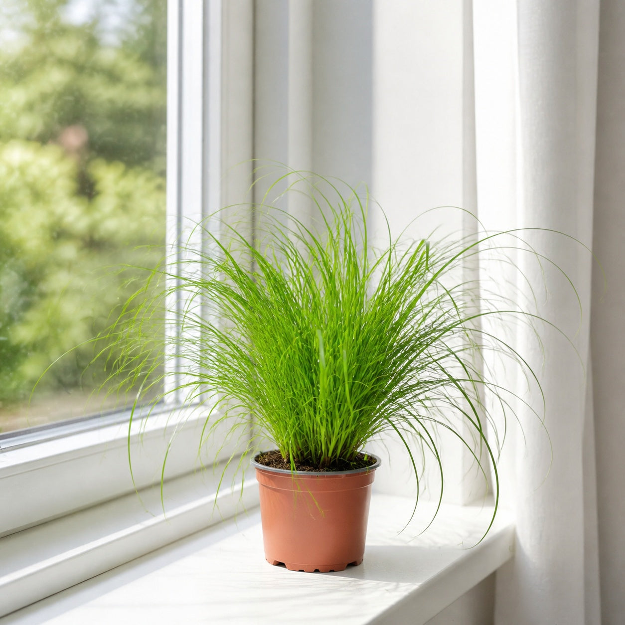 Véritable herbe à chat - Cyperus alternifolius 'Zumula' - Hauteur env. 30 cm, diamètre du pot 12 cm