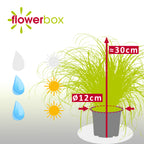 Véritable herbe à chat - Cyperus alternifolius 'Zumula' - Hauteur env. 30 cm, diamètre du pot 12 cm