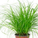 Véritable herbe à chat - Cyperus alternifolius 'Zumula' - Hauteur env. 30 cm, diamètre du pot 12 cm