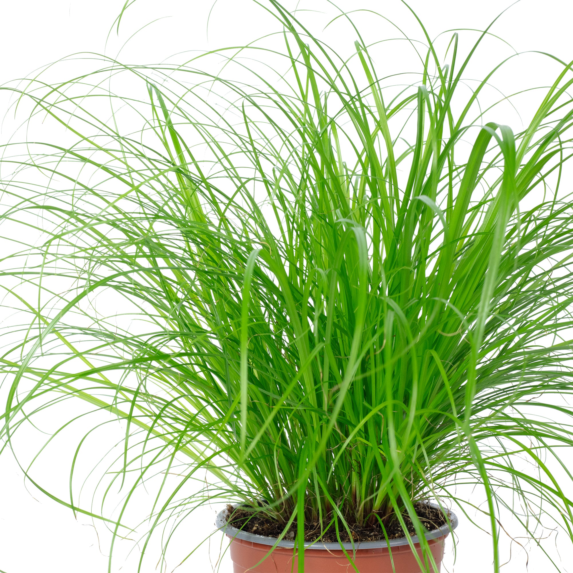 Echtes Katzengras - Cyperus alternifolius "Zumula" - Höhe ca. 30 cm, Topf-Ø 12 cm