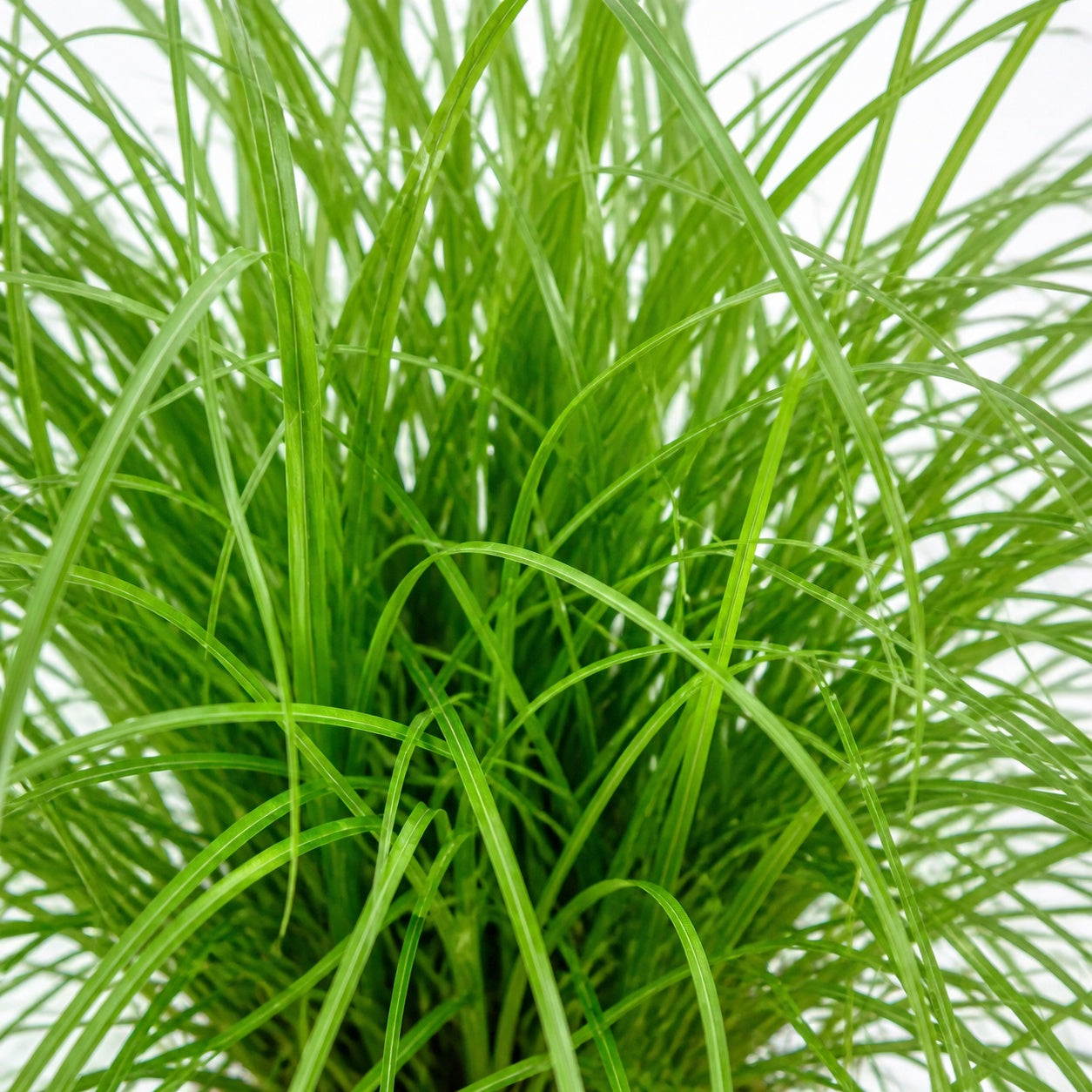 Véritable herbe à chat - Cyperus alternifolius 'Zumula' - Hauteur env. 30 cm, diamètre du pot 12 cm