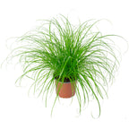 Véritable herbe à chat - Cyperus alternifolius 'Zumula' - Hauteur env. 30 cm, diamètre du pot 12 cm