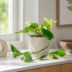 Efeutute - Epipremnum aureum - Höhe ca. 15 cm, Topf-Ø 12 cm
